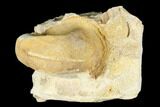 Ordovician Gastropod (Salpingostoma) Fossil - Wisconsin #174376-1
